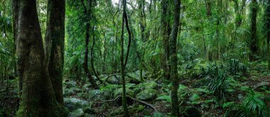 Springbrook Ulusal Parkı, Queensland, Avustralya 'da antik ağaçlarla dolu yemyeşil yağmur ormanları