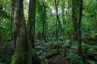Springbrook Ulusal Parkı, Queensland, Avustralya 'da antik ağaçlarla dolu yemyeşil yağmur ormanları