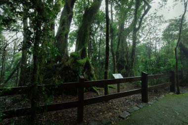 Bereketli yağmur ormanlarındaki Antik Antarktika kayın ağaçları, Springbrook Ulusal Parkı, Queensland, Avustralya