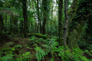 Springbrook Ulusal Parkı, Queensland, Avustralya 'da antik ağaçlarla dolu yemyeşil yağmur ormanları