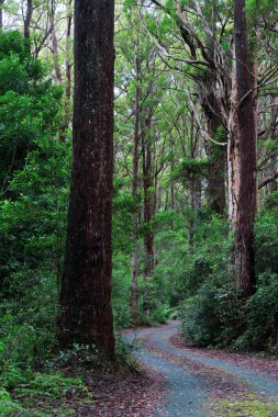 Springbrook Ulusal Parkı, Queensland, Avustralya 'daki eski ağaçlarla dolu yemyeşil yağmur ormanlarında yol