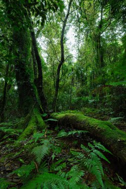 Springbrook Ulusal Parkı, Queensland, Avustralya 'da antik ağaçlarla dolu yemyeşil yağmur ormanları