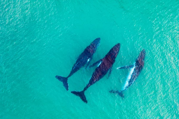 Ballenas Jorobadas Nadando Aguas Poco Profundas Frente Costa Queensland Australia — Foto de Stock