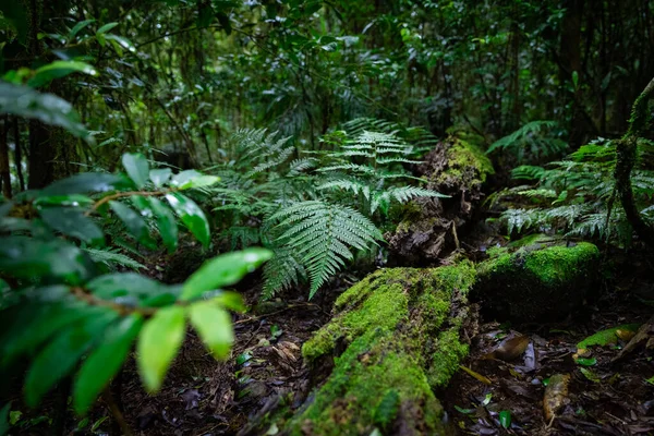 Buja Esőerdők Ősi Fákkal Springbrook Nemzeti Park Queensland Ausztrália — Stock Fotó