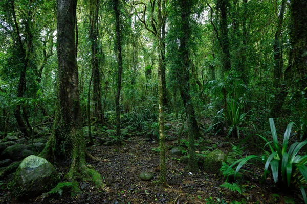 オーストラリア クイーンズランド州のスプリングブルック国立公園の古代の木と緑豊かな熱帯雨林 — ストック写真