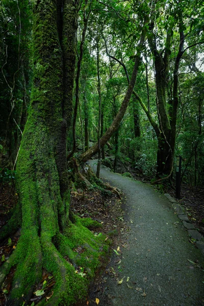 Ścieżka Bujnym Lesie Deszczowym Starożytnymi Drzewami Parku Narodowym Springbrook Queensland — Zdjęcie stockowe