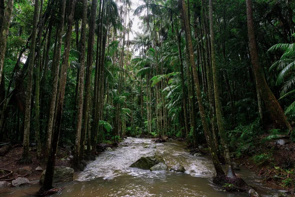 Riacho Inundado Exuberante Floresta Tropical Parque Nacional Tambourine Queensland Austrália — Fotografia de Stock