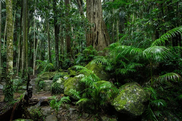 Floresta Tropical Exuberante Com Árvores Antigas Parque Nacional Tamborine Queensland — Fotografia de Stock
