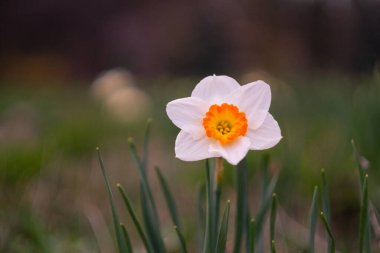 Çiçek açan turuncu beyaz nergis erlicheer ya da buzullar. Çimenlikte güzel bir çiçek narsisi, yakından çekilmiş.