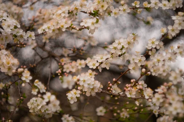 庭の春の日に白い桜 近くに桜が咲いています — ストック写真