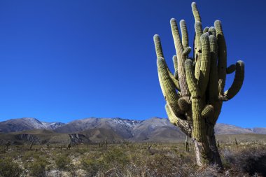 Cactus in the Valley of Calchaquies in North Argentina (ANDES) clipart