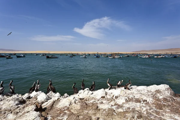 Zatoki - reserva de Narodowy paracas w ica, peru — Zdjęcie stockowe