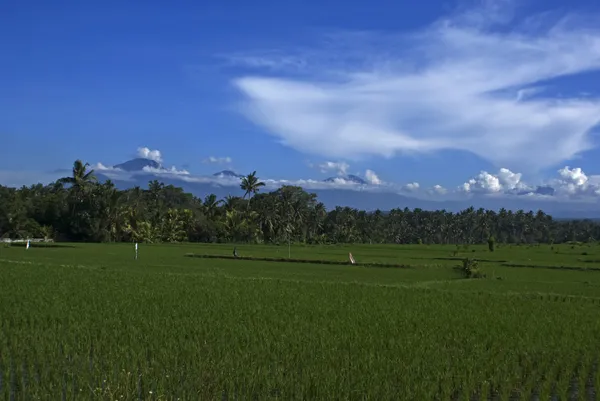 火山とバリ島 - インドネシアの ricefields — ストック写真