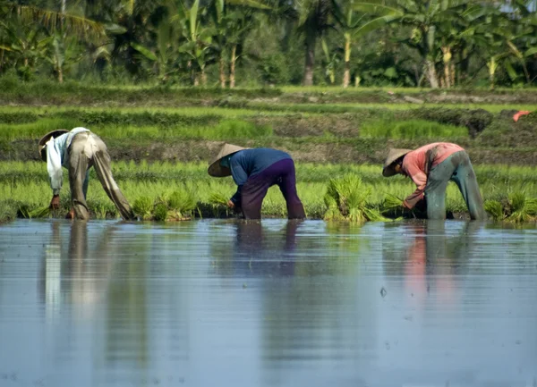 Trabalhando em um campo de arroz em Bali Indonésia Ásia — Fotografia de Stock