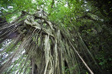 Bali, Endonezya, Asya 'daki Hindu Pura Kehen tapınağının içindeki Büyük Banyan ağacı