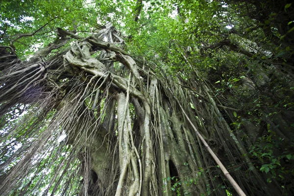 Gran árbol de Banyan dentro del templo hindú de Pura Kehen en Bali, Indonesia, Asia — Foto de Stock