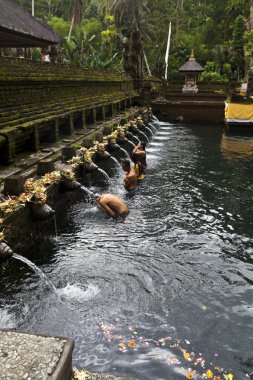 Bali dili hindu almak Bali - Endonezya tirta empul tapınağında kutsal banyo