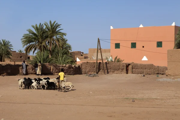 Tagounite - tranquilo pueblo bereber en el valle de Draa en el sur de Marruecos - África del Norte —  Fotos de Stock