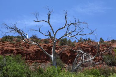 Kırmızı dağlarda sedona Milli Parkı - arizona, Amerika Birleşik Devletleri