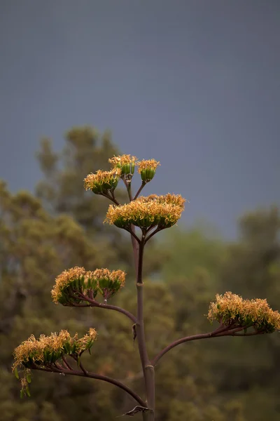Yellow flowers - Sedona (Arizona) the United States of America