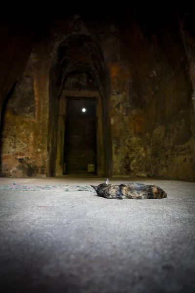 ポロンナルワ - スリランカで thuparama ghedige の寺院の中の猫 — ストック写真