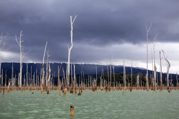 Reservoir brokopondomeer in de jungle van suriname, Zuid-Amerika — Stockfoto