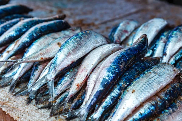 Verse Sardines Vismarkt Negombo Sri Lanka Azië — Stockfoto