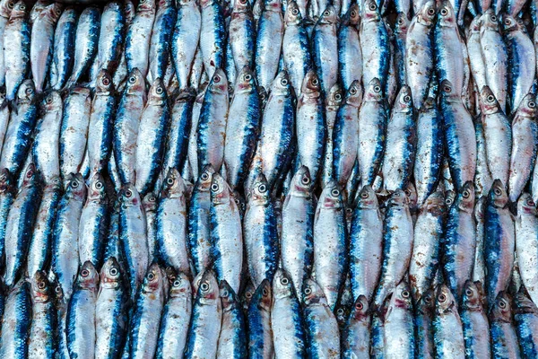 Verse Sardines Vismarkt Negombo Sri Lanka Azië — Stockfoto