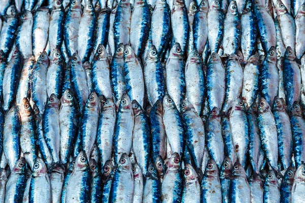 斯里兰卡Negombo 鱼类市场的新鲜沙丁鱼 — 图库照片