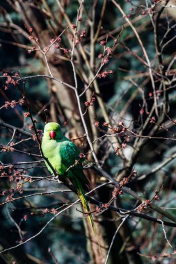 Amsterdam, Hollanda ve Avrupa 'da ilkbahar boyunca bir ağaçta yeşil gül halkalı muhabbet kuşu