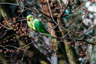Amsterdam, Hollanda ve Avrupa 'da ilkbahar boyunca bir ağaçta yeşil gül halkalı muhabbet kuşu