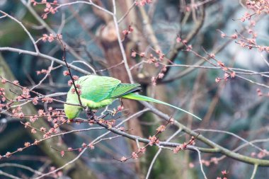 Amsterdam, Hollanda ve Avrupa 'da ilkbahar boyunca bir ağaçta yeşil gül halkalı muhabbet kuşu