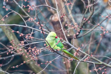 Amsterdam, Hollanda ve Avrupa 'da ilkbahar boyunca bir ağaçta yeşil gül halkalı muhabbet kuşu