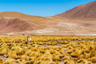 And Dağlarındaki El Tatio 'daki Vicuna, Atacama, Şili, Güney Amerika