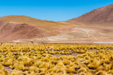 And Dağlarındaki El Tatio 'daki Vicuna, Atacama, Şili, Güney Amerika