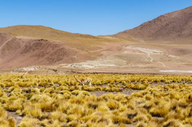 And Dağlarındaki El Tatio 'daki Vicuna, Atacama, Şili, Güney Amerika