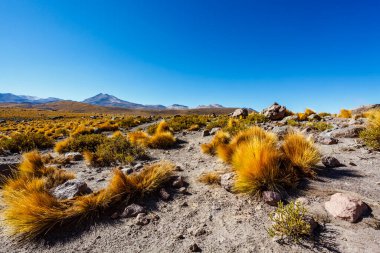 And Dağları, Atacama, Şili, Güney Amerika 'daki El Tatio jeotermal alanı.