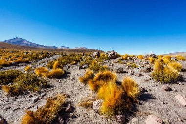 And Dağları, Atacama, Şili, Güney Amerika 'daki El Tatio jeotermal alanı.