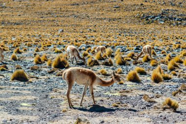 And Dağlarındaki El Tatio 'daki Vicuna, Atacama, Şili, Güney Amerika