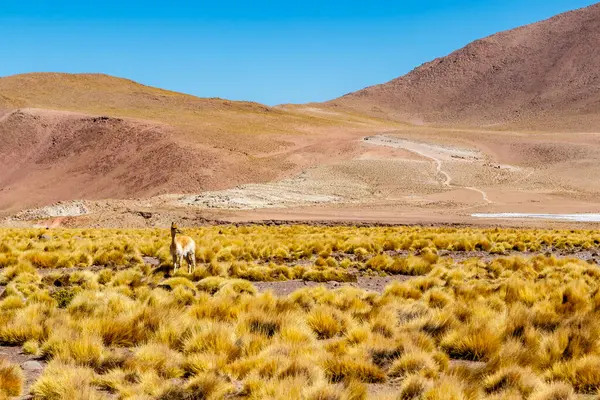 Vicuna Tatio Dans Les Andes Atacama Chili Amérique Sud — Photo