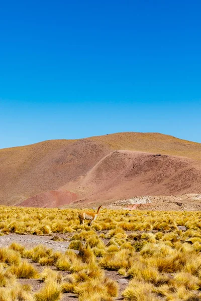 Vicuna Tatio Andách Atacama Chile Jižní Amerika — Stock fotografie