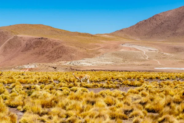 Vicuna Tatio Nos Andes Atacama Chile América Sul — Fotografia de Stock