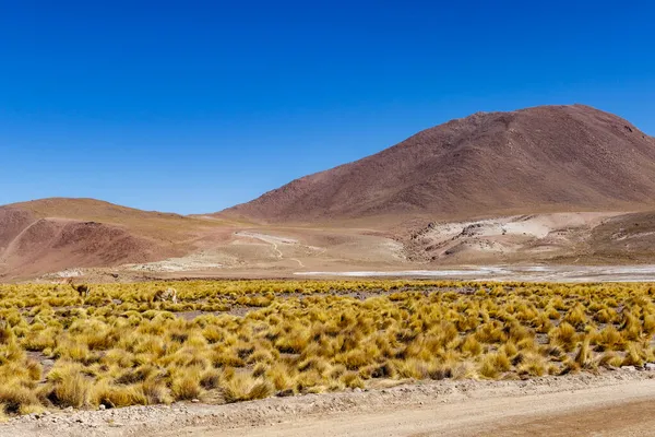 And Dağlarındaki El Tatio 'daki Vicuna, Atacama, Şili, Güney Amerika