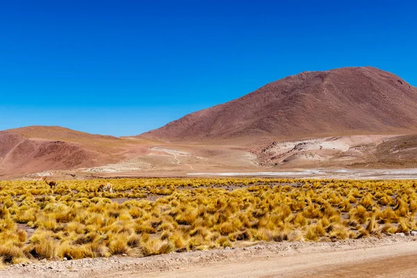 Vicuna Tatio Dans Les Andes Atacama Chili Amérique Sud — Photo