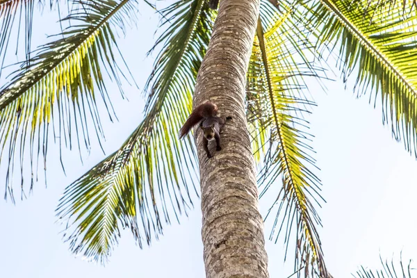 Andean Squirrel Palm Tree Beach Palomino Colombia South America — Stock Photo, Image