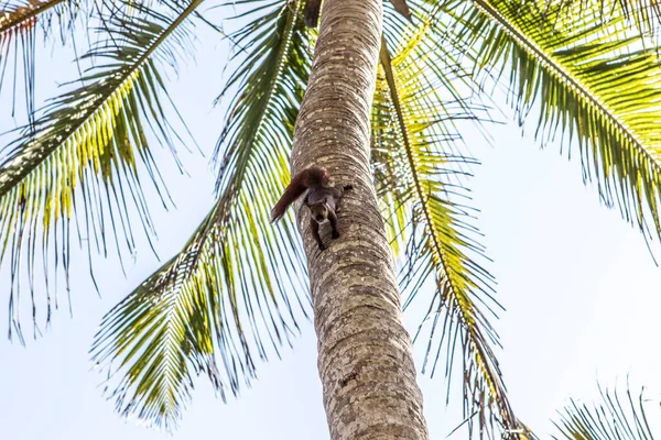 Andean Squirrel Palm Tree Beach Palomino Colombia South America — Stock Photo, Image