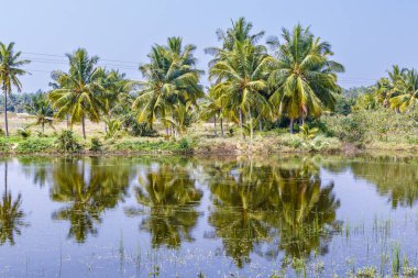 Güney Hindistan 'ın Kerala kentindeki suya palmiye ağaçları yansıyan tropik bir manzara.