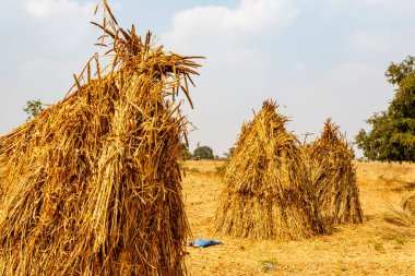 Karnataka, Hindistan ve Asya 'da geleneksel saman yığını