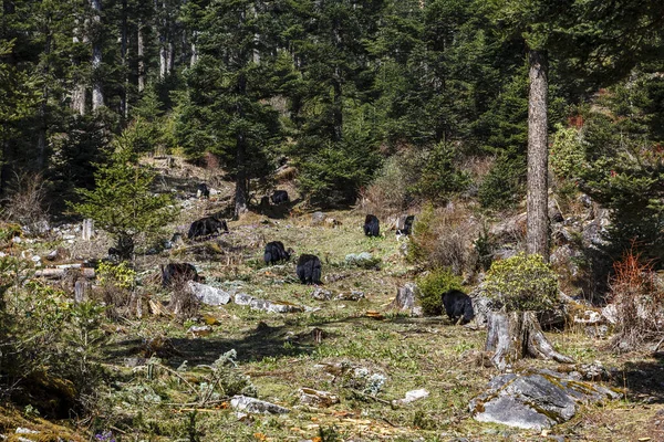 Yaks Nas Montanhas Haa Valley Centro Butão Ásia — Fotografia de Stock