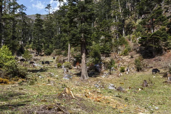 Yaks Nas Montanhas Haa Valley Centro Butão Ásia — Fotografia de Stock